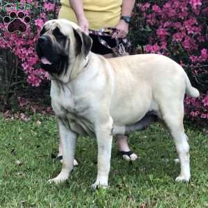 Daisy, English Mastiff Puppy